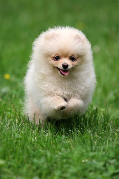 Pic Of Pomeranian