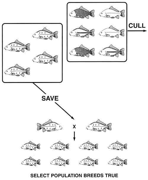 Selective Breeding Animals