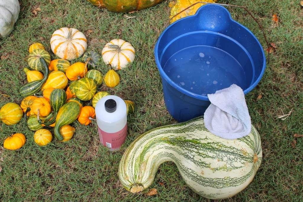 Miss Kopy Kat Make Your Pumpkins Last Longer