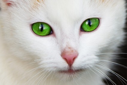 http://4.bp.blogspot.com/-e-KYRI-d6fs/VoJgJIR7N9I/AAAAAAAACi0/hHNfZg4SScE/s640/cat_with_green_eyes_194623.jpg