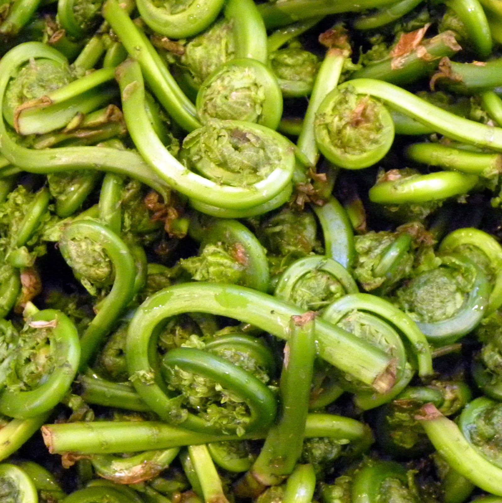 Cook's Cache Fiddlehead Ferns