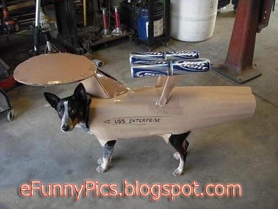 Dressed Up Dog