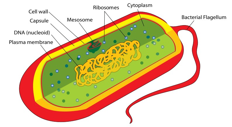 Mesosomes - Science Solve