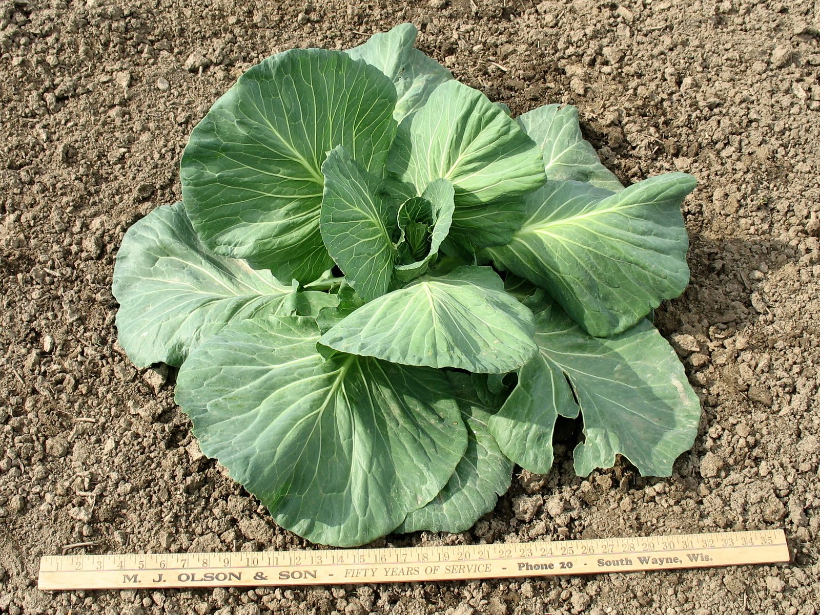 Larrys weed free vegetable garden No Weeds Under Amy's Cabbage