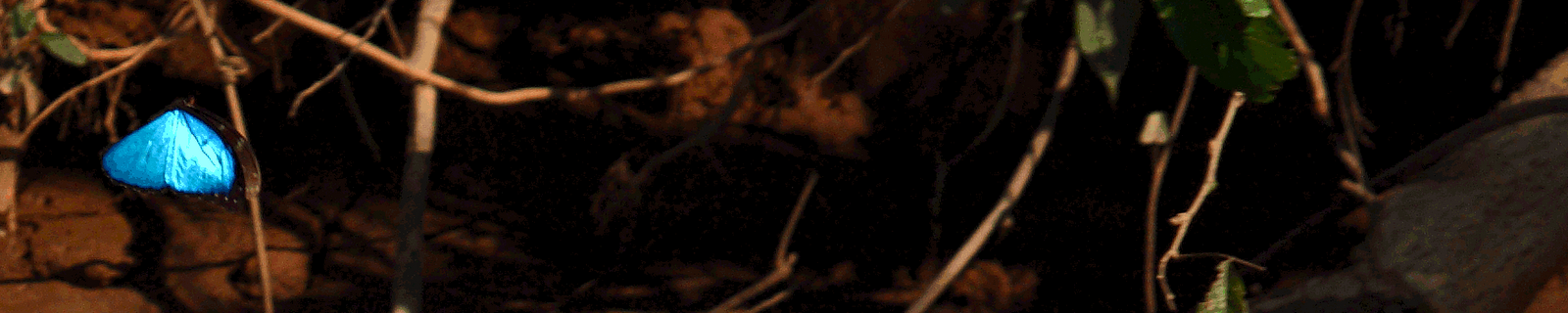 into the Wilderness of Yasuni