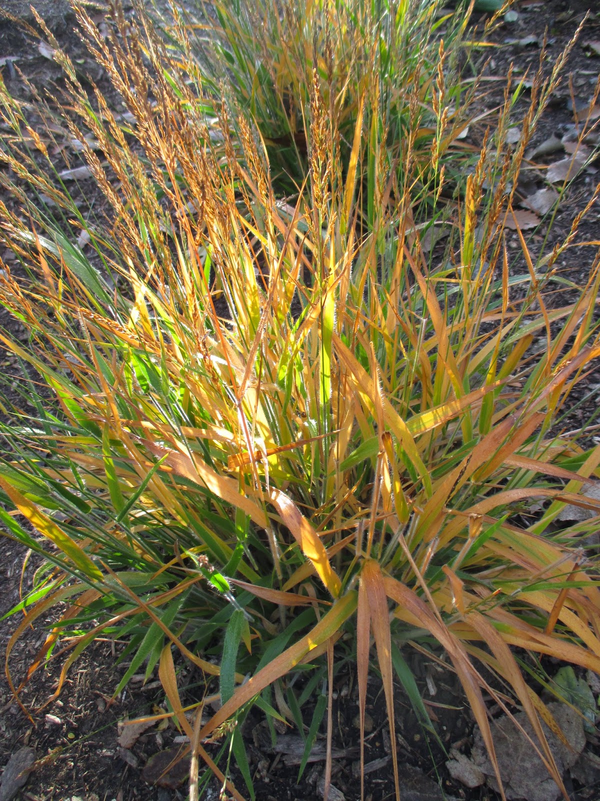 Rotary Botanical Gardens Hort Blog Full Speed Ahead