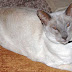 Grey Siamese Cats