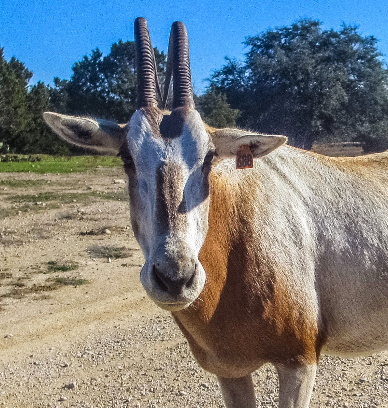 Cannundrums ScimitarHorned Oryx