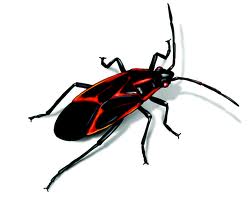 Getting Rid Of Bed Bugs Michigan State Getting Rid Of Bed Bugs Michigan State