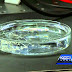 Iowa State researchers are making electronics that dissolve after use (Video)