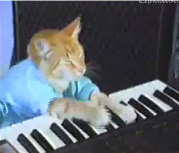 Gato tocando piano gato tocando piano