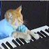 Gato Prodígio - Vídeo de um Gato Tocando Piano