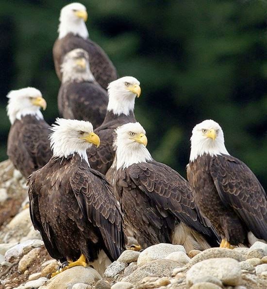 White Wolf Bald Eagle Appreciation Month 20 Amazing Images Of The