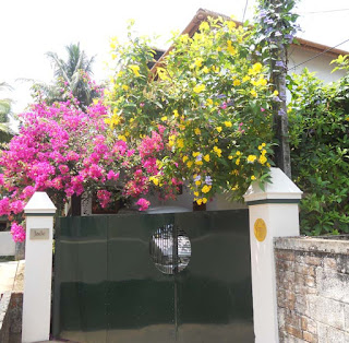 jade garden kochi anoop and dorrie exterior front gate bougainvilea