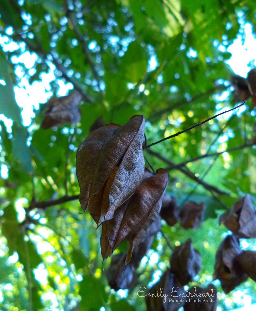 Leaves that are in a shape of a heart.