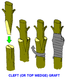 Metode Mengenten (vegetatif buatan) ~ NEVER GIVE UP