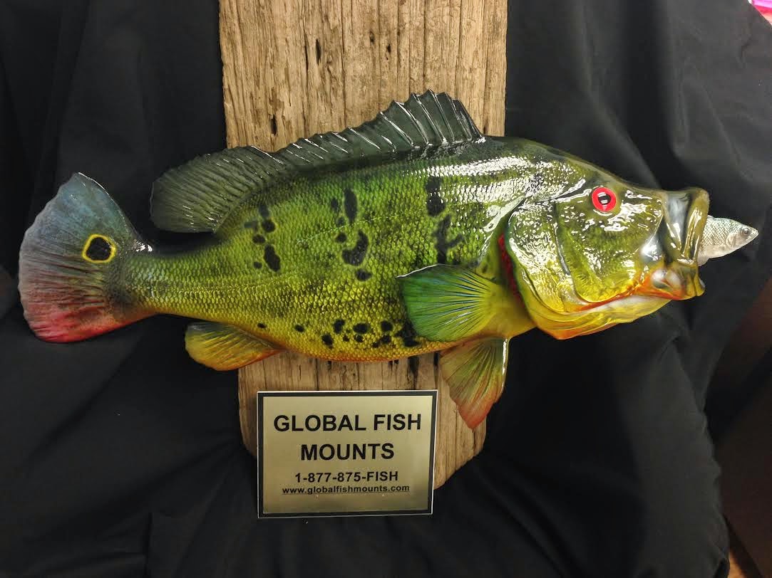 ReviewGlobal Fish Mounts Fishing Southwest Florida