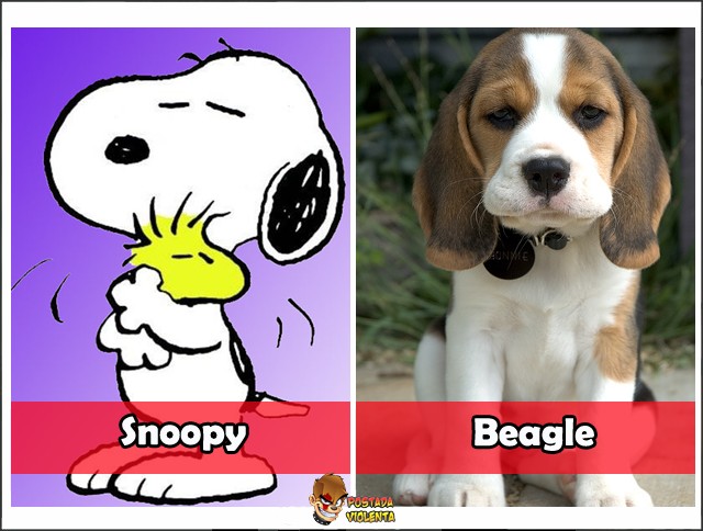 Qual a raça do Snoopy:?