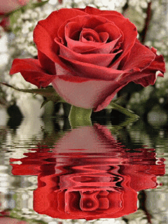 corazon y rosas en movimiento para enamorar reflejada en
