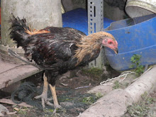 Ayam Filiphina