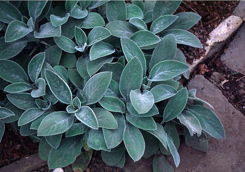 Beechwood Landscape Architecture and Construction Lamb's Ears