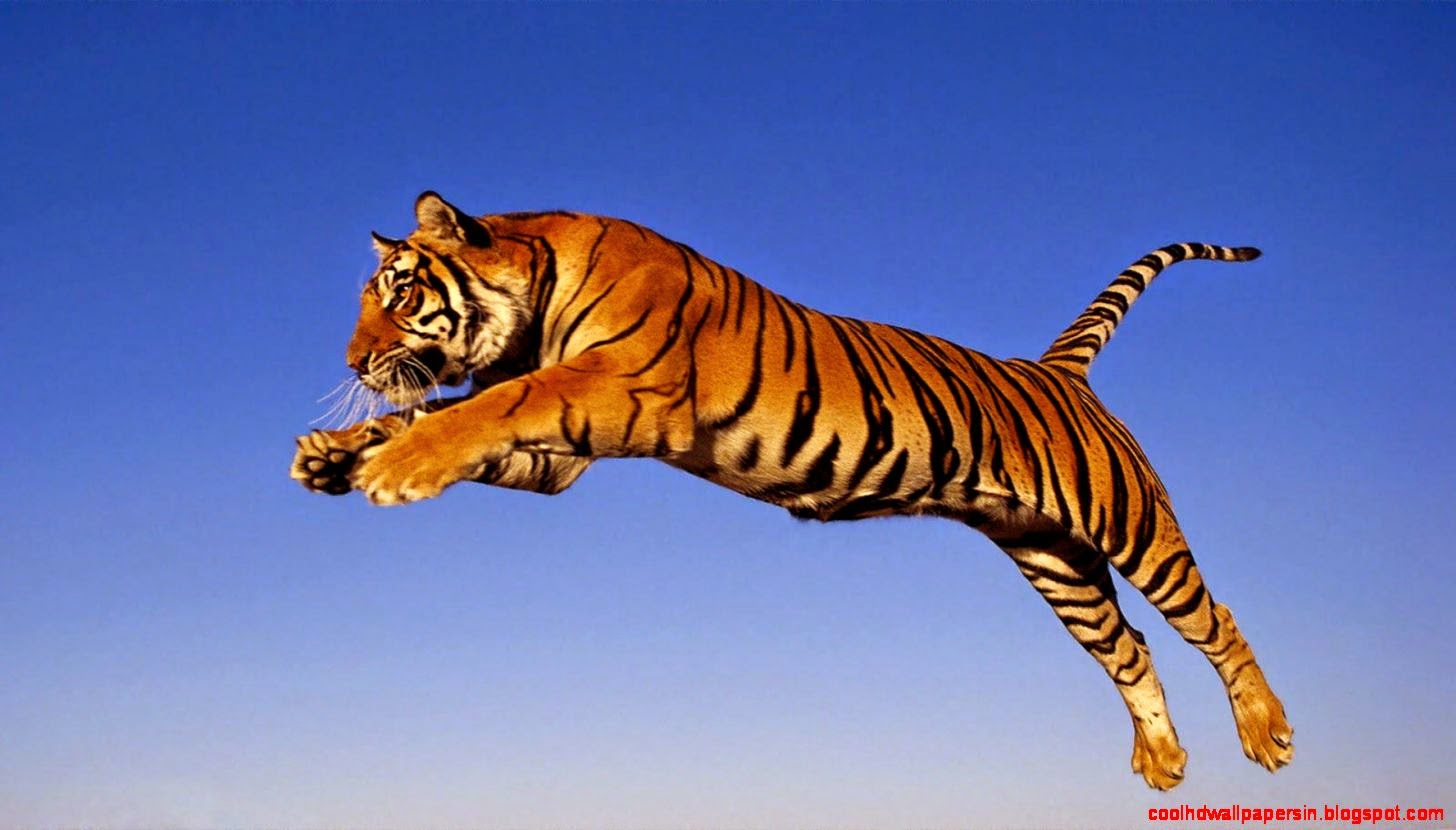 25 Tigers HD Wallpapers For Your Desktop 25 Tigers HD Wallpapers For Your Desktop