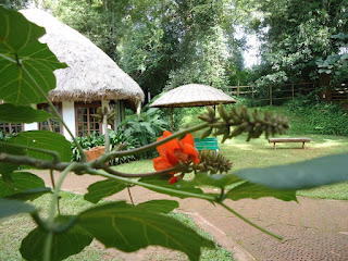 Erythrina crysta-galli Coral tree