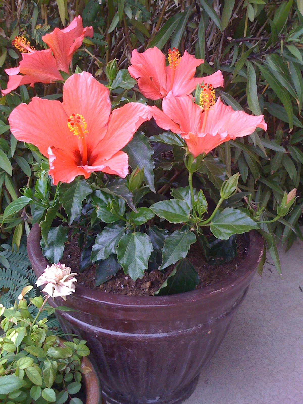 Sammy�s Patio Garden Potted Hibiscus
