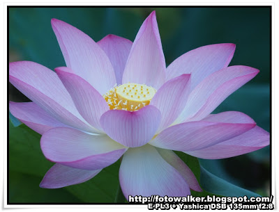 荷@城門谷公園荷花池 (Shing Mun Valley Park Lotus Pond)