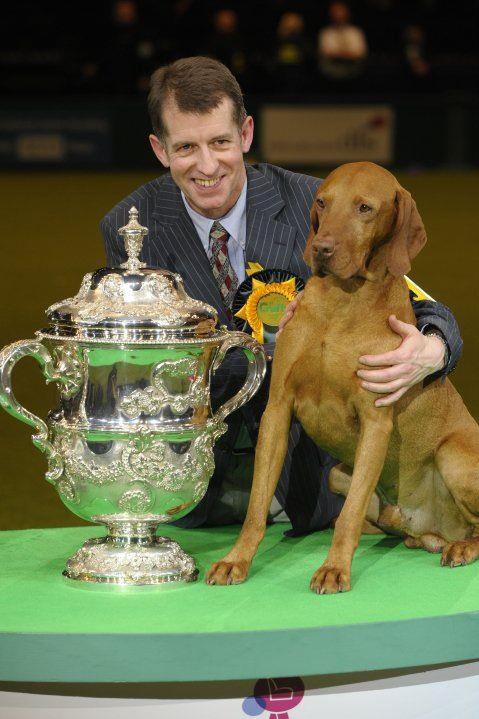 crufts vizsla