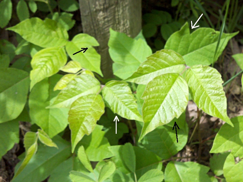 Glog Blog How to identify Poison Ivy