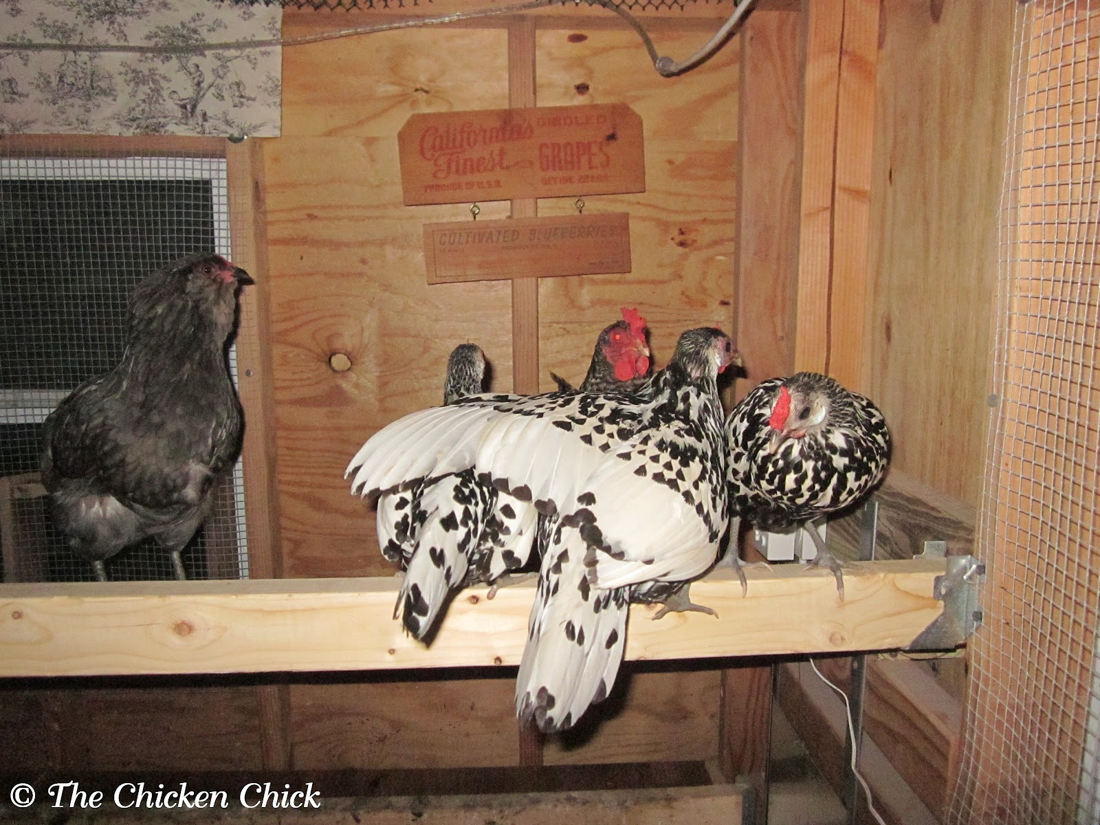 Coop Training Chickens to Roost & Use Nest Boxes The Chicken Chick®