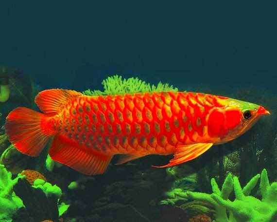 Ikan Hias yangMemiliki Harga Fantastis | Mahal dan Termahal Ikan Hias yangMemiliki Harga Fantastis | Mahal dan Termahal