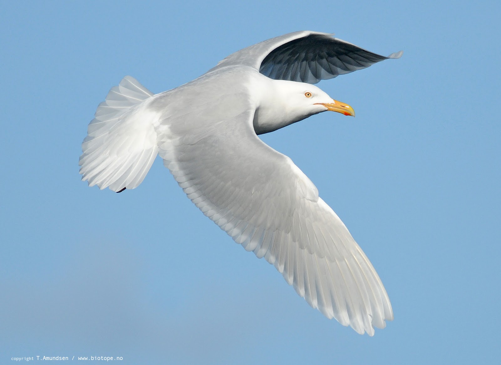 Glaucous Gull Identification