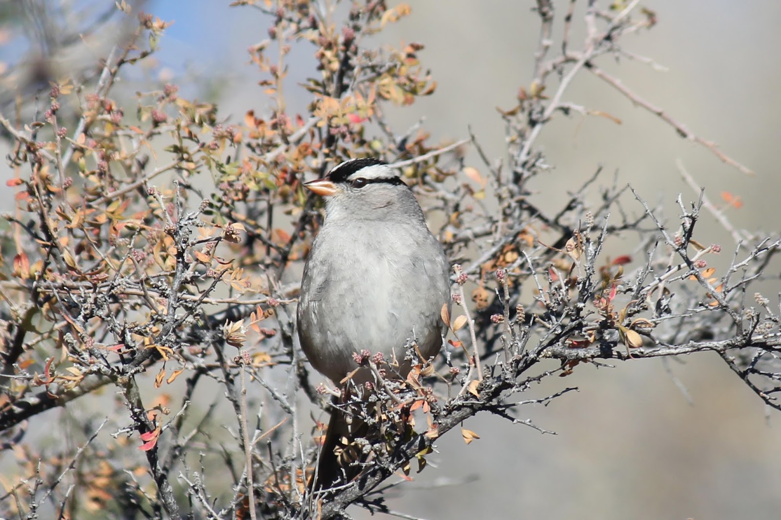 Along the Geronimo Creek Big Bend National Park