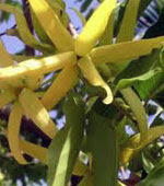 Bunga Kenanga (Cananga Odorata)