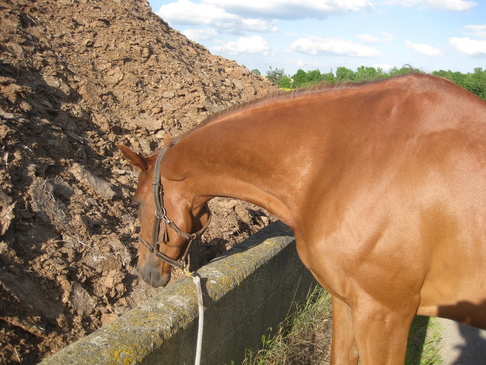 Groundwork for Spooky Horses - Horse Shying Tips