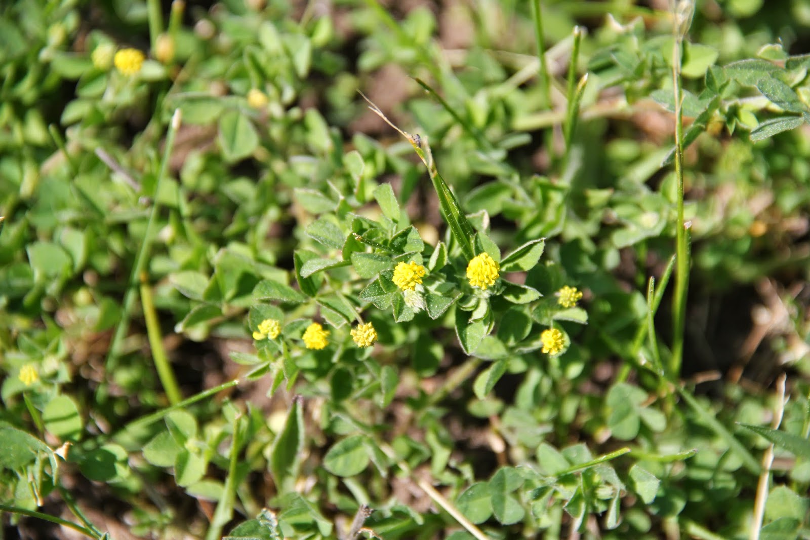 Isabella Conservation District Environmental Education Program