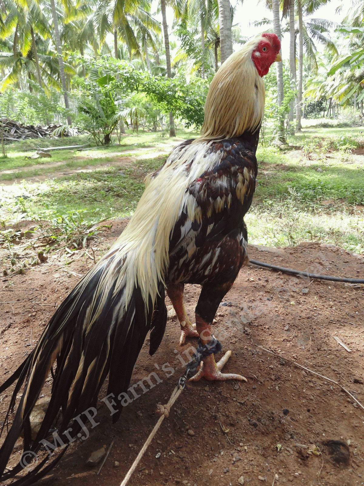 Pemberian Pakan Ayam Bangkok Sesuai Dengan Tipe Tarung Bangkok Ayam Beri