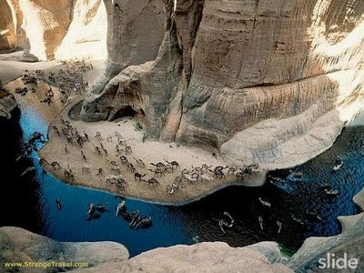 Animal pictures which are Migrating from Africa
