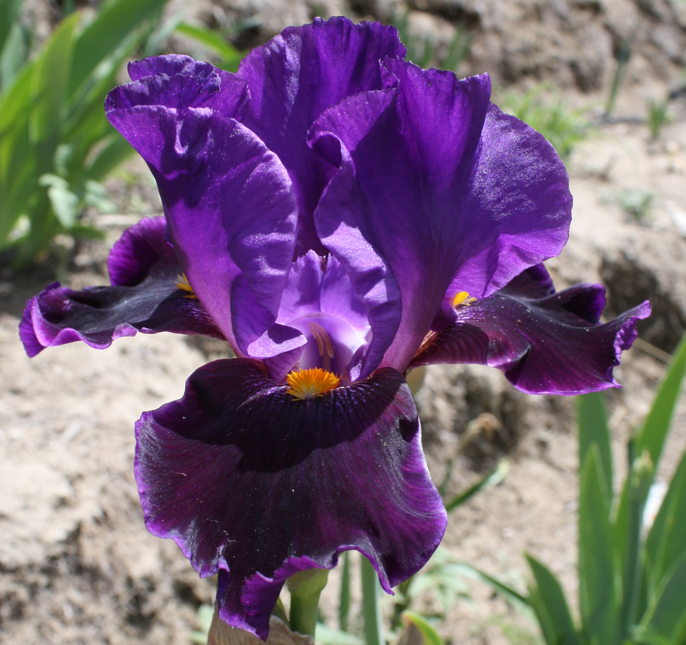 Living and Dyeing Under the Big Sky My Beautiful Iris Garden