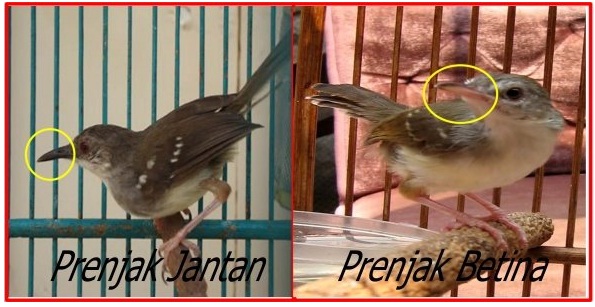 Ciri ciri Prenjak Gunung Jantan dan Betina Serbaserbi