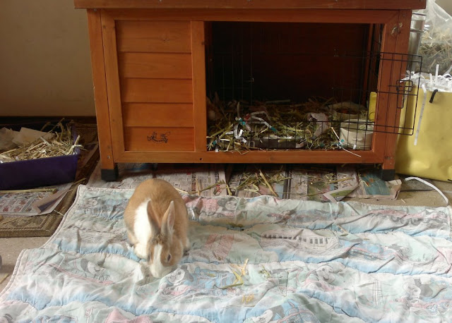 A tri-colour Dutch rabbit plays on an old quilted bunny rug in front of an open rabbit hutch which is flanked by a litter tray on one side and bags of paper shavings and hay on the other.  Bits of hay, paper shreddings and newspaper are scattered across the floor.