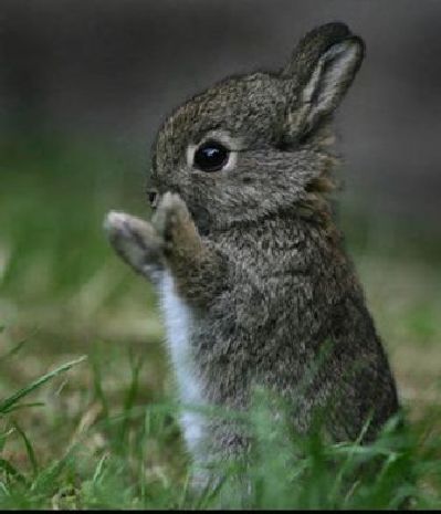 Cute Animals Sad