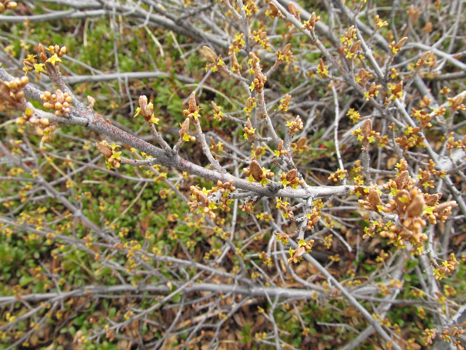 Yukon Wild Berries soap berry