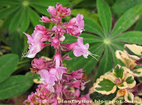 Hemizygia 'Candy Kisses'