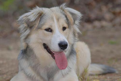 Border Collie Husky Mix Border Collie Husky Mix