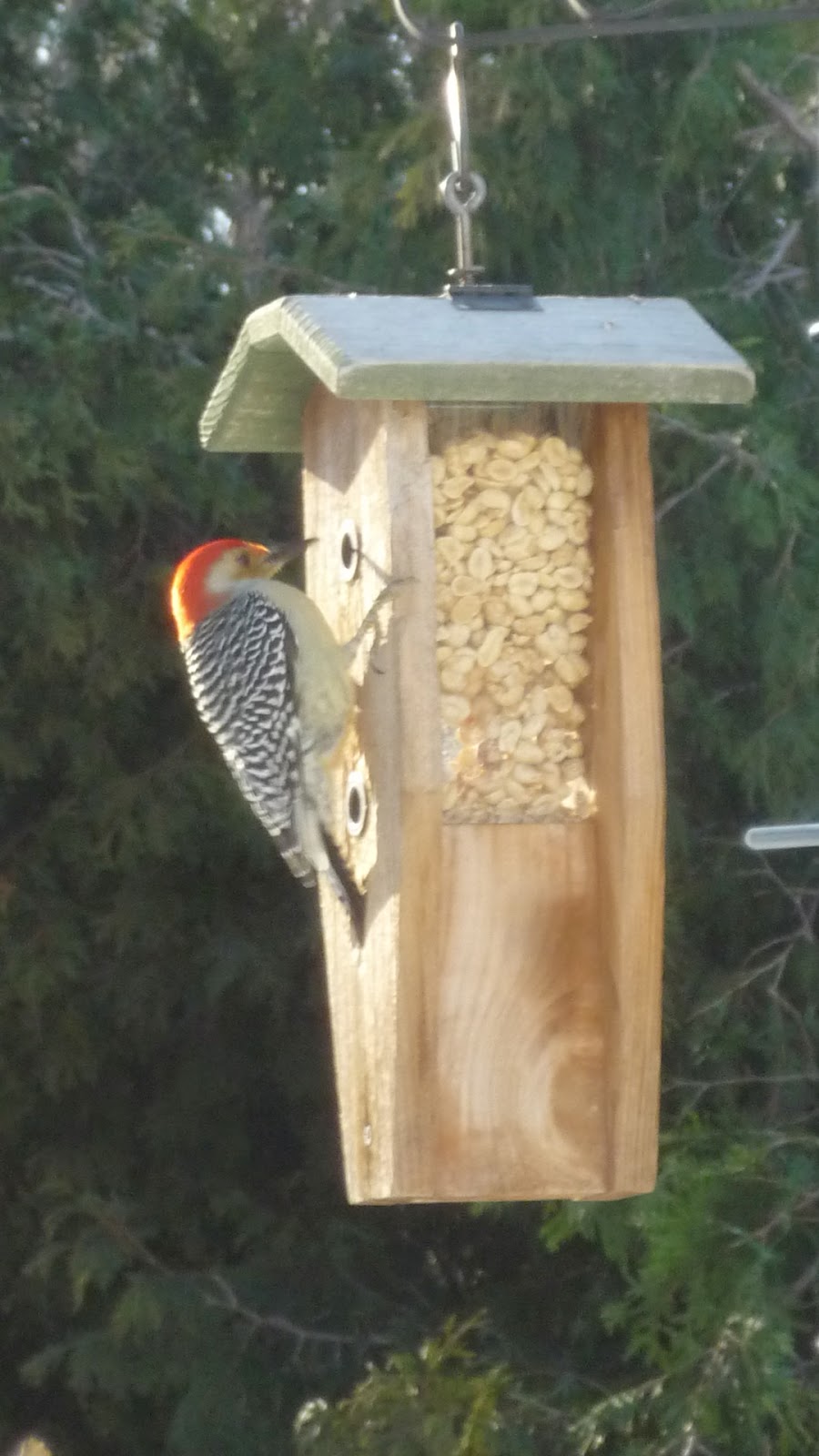 South Burlington birds Birds at peanut feederphotos South