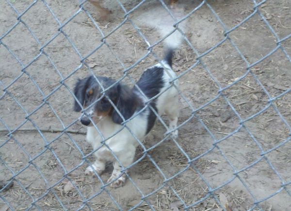 Crigs List Dogs For Sale Gatlingurg Tennesse Crigs List Dogs For Sale Gatlingurg Tennesse
