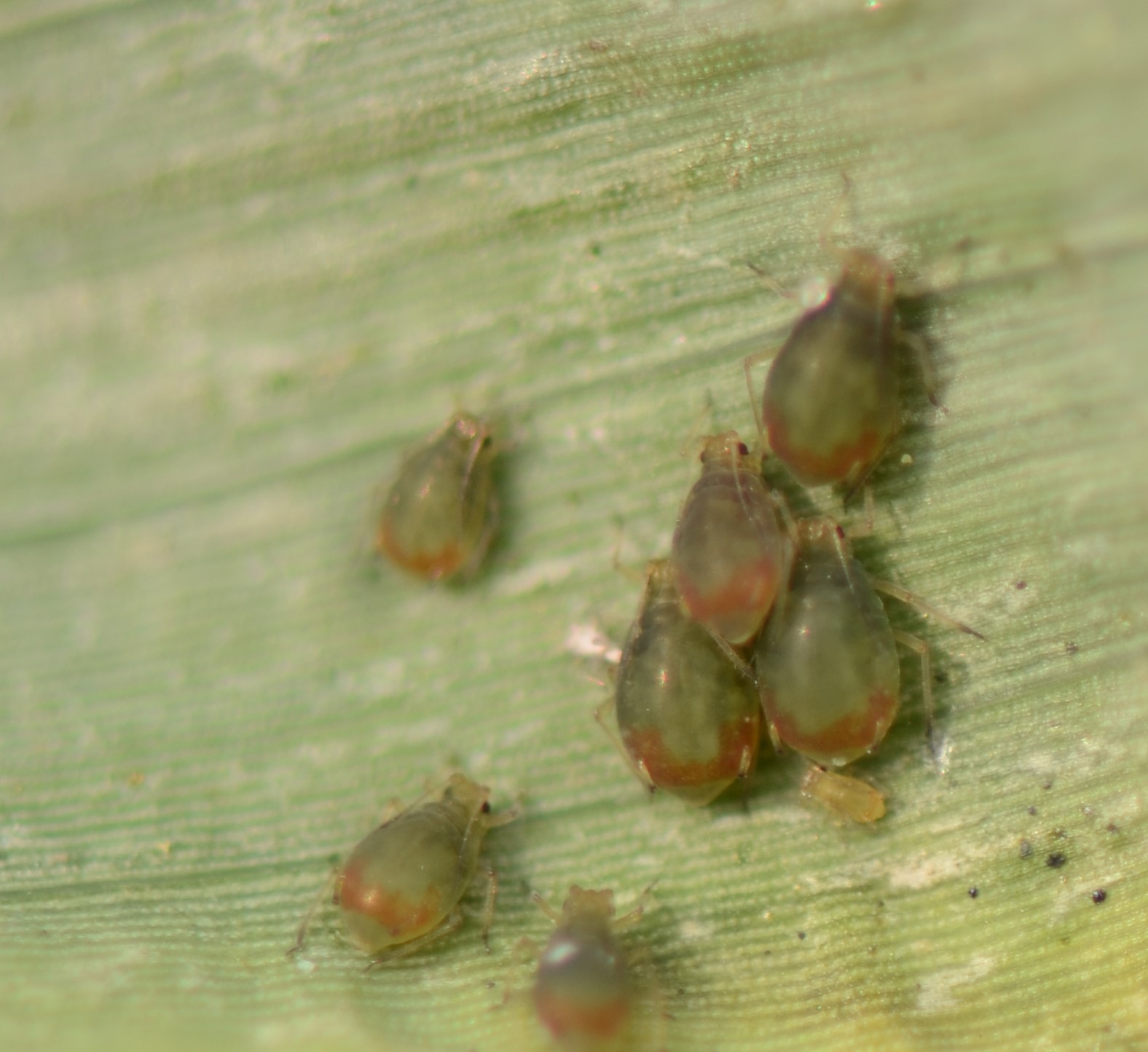 corn insects